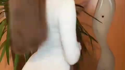 New Model Girl 2025 Live style Model