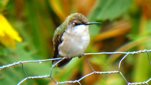 Hummingbird