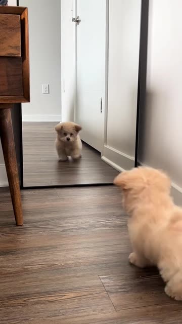 So so so cute and beautiful ❤️🐶❤️