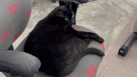 Cute Precious Piper Should Get an Office Manager Award - Adopting a Cat from a Shelter Vlog