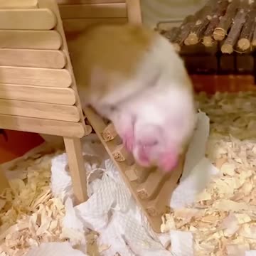 Funny Hamster