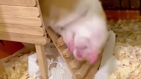 Funny Hamster