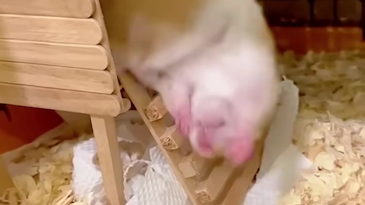 Funny Hamster