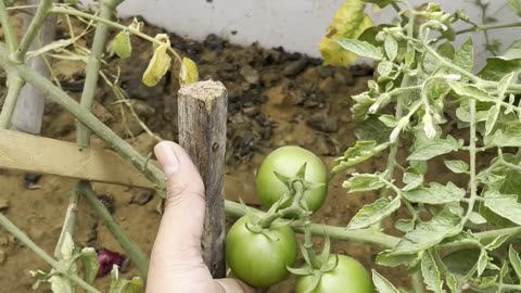 Harvest Now or Wait? Tomato Not Growing or Ripening 🍅🤔