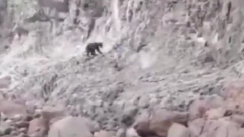 Guía ruso se enfrenta a un oso para salvar a unos turistas