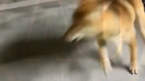 Funny video