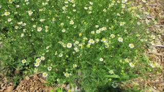 Babunah Chamomile June 2025
