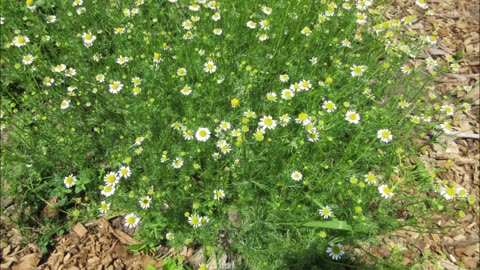 Babunah Chamomile June 2025