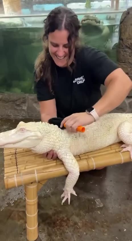 Albino alligator getting pampered as others jealously watch