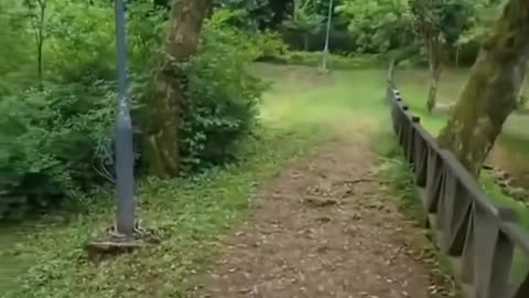 Mountain Nature video