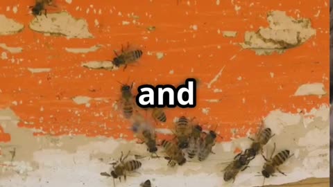 🐝💔 The Tragic Life of Drone Bees – Born to Mate, Destined to Die! 🌼🕊️
