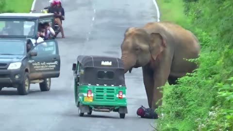 World Most heartbreaking encounter Elephant Attack To Three Wheelers