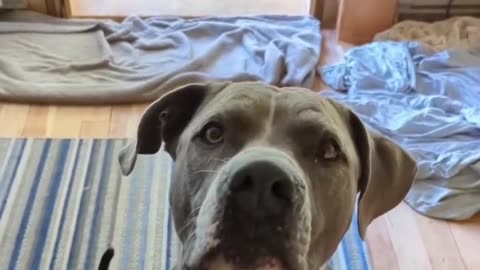 I love you awesome doggies