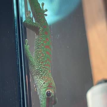 Two new adorable baby geckos