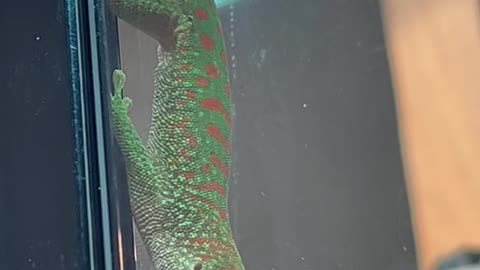 Two new adorable baby geckos