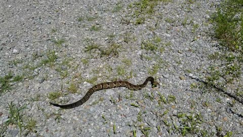 Eastern KY Timber Rattlesnake