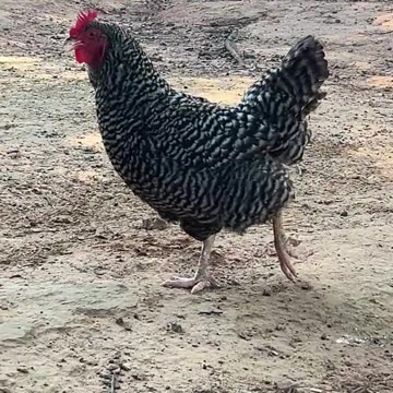 Good Morning Miss Barred Rock