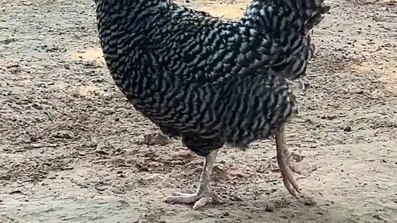 Good Morning Miss Barred Rock
