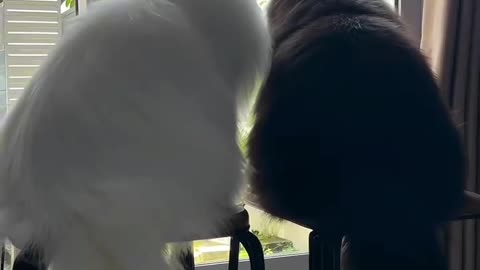Cats are making love❤️❤️