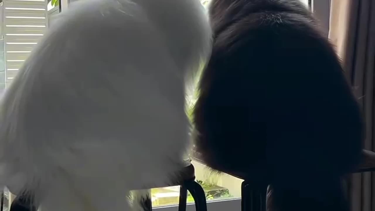 Cats are making love❤️❤️