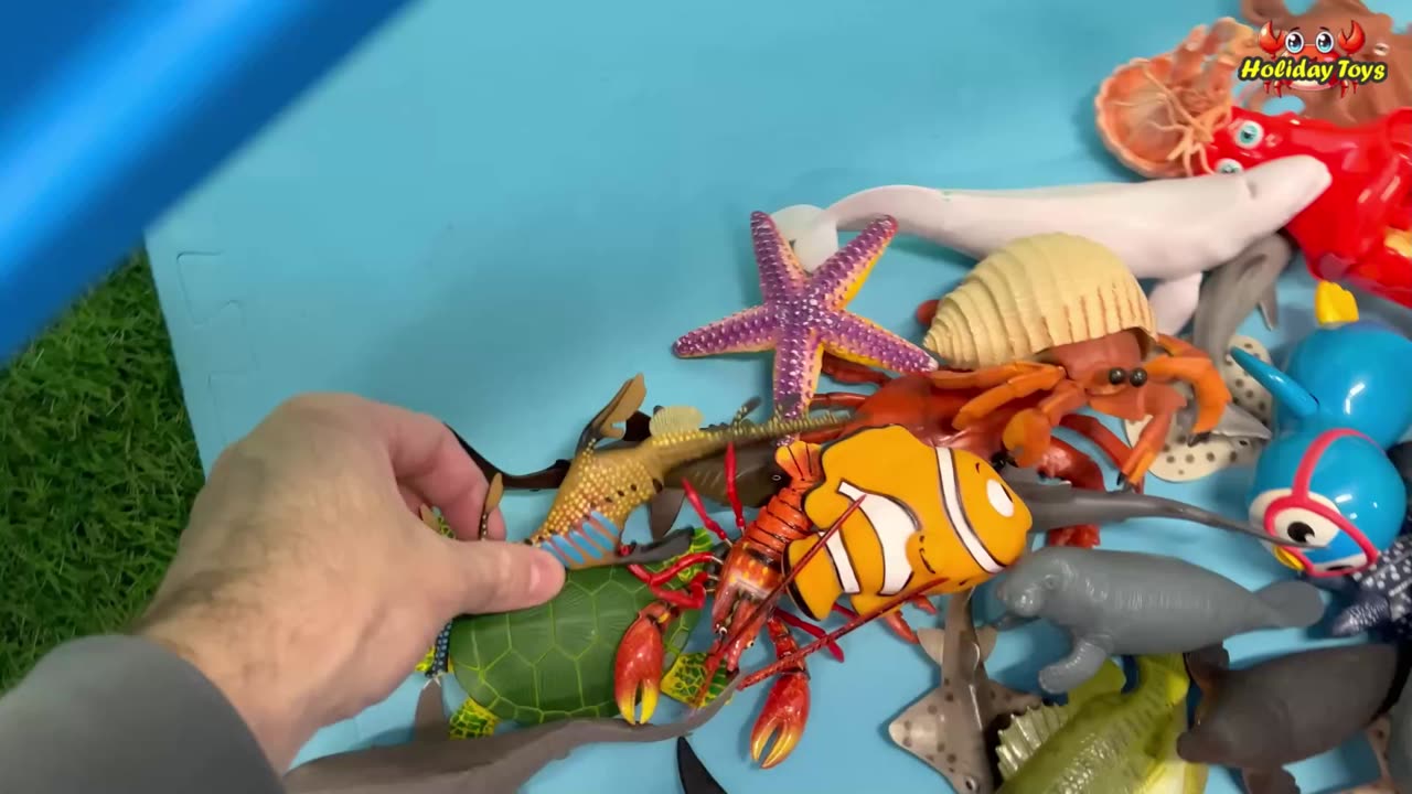 Hermit Crabs Dig in the Blue Sand to Make Nests