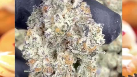 Double Stuffed | 33% THCa | AAA Indoor Indica | Coffee & Vanilla Relaxation | Exotic Genetix #thca