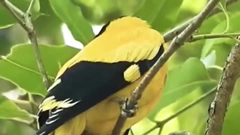 Yellow Bird Sound