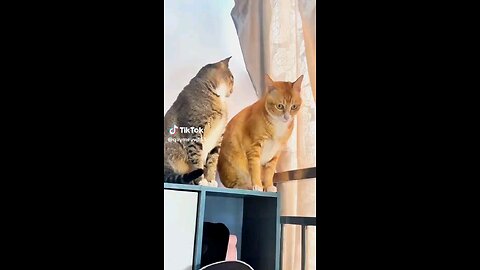 Try not to laugh 😂