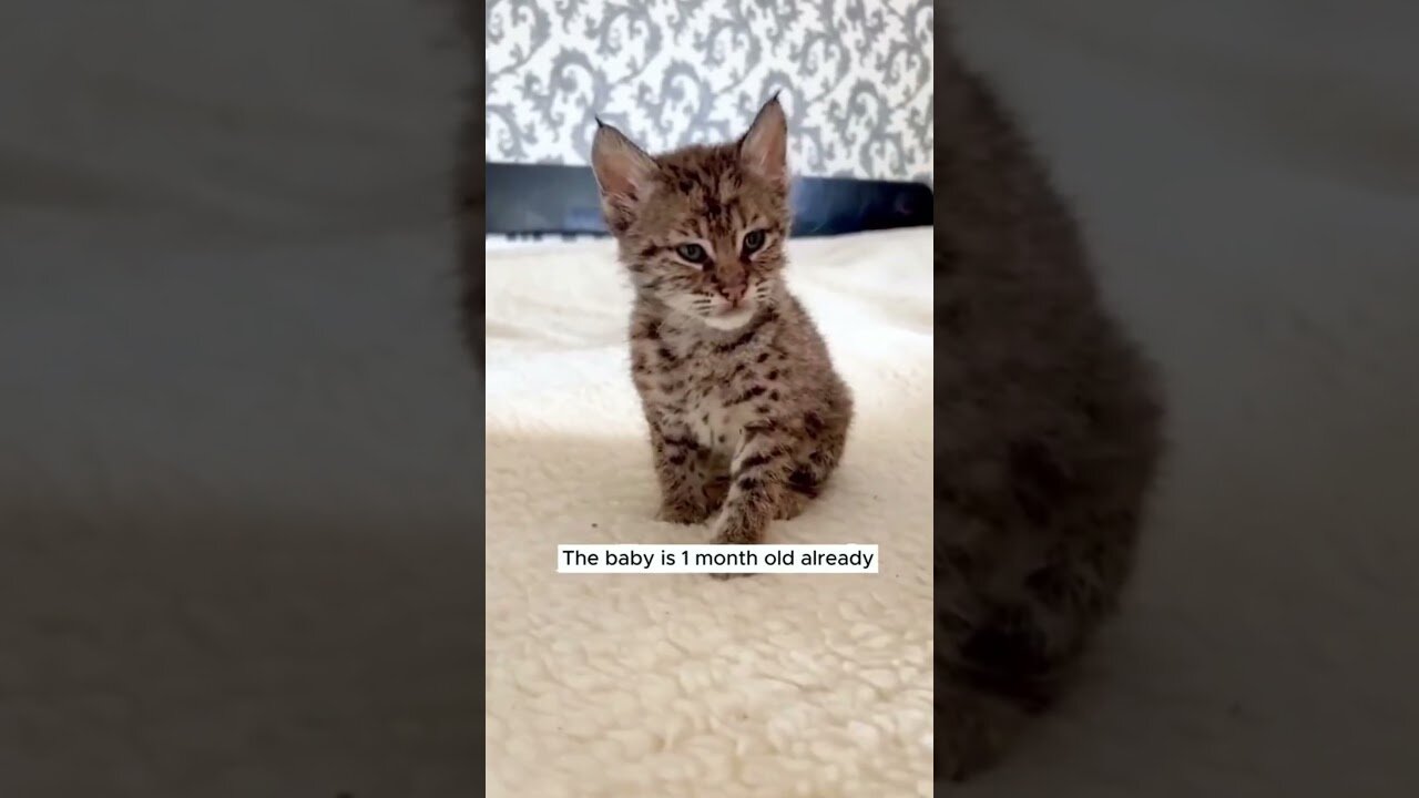 The girl thought she was saving the cat and that turned out to be