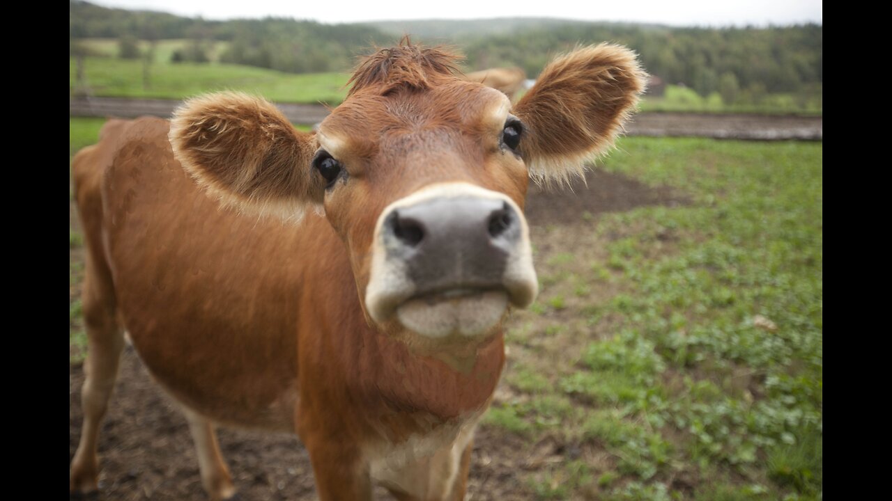 Aren't Cows Great?