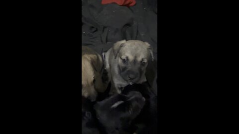 Puppies 4 weeks