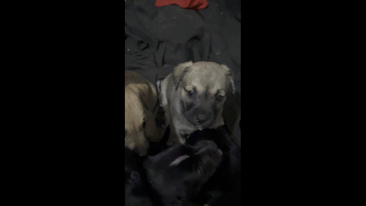 Puppies 4 weeks