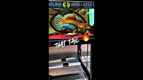 That tail isn’t just wide — it’s a warning.