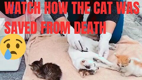 Watch how the cat was saved from death