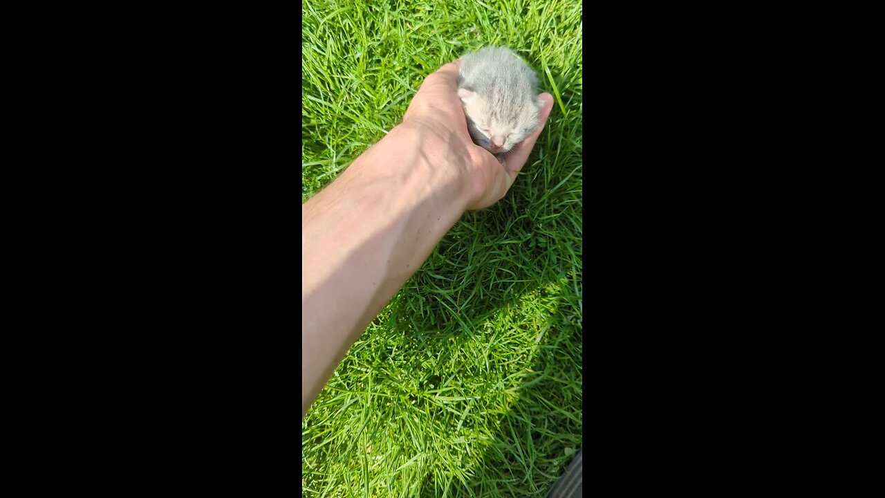cute cat