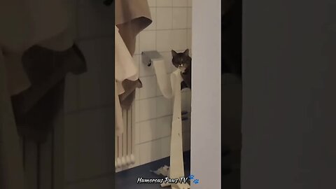 Funny animals 2024😂- Funniest Cats and Dogs Video😹🐶