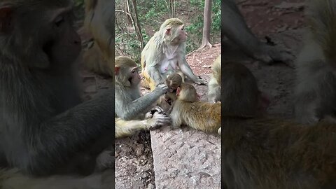 Funny monkey