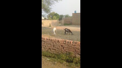 🐐 goats beautiful video in my village