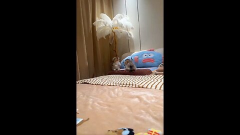 Tiny Titans Showdown: Adorable Bedroom Brawl!