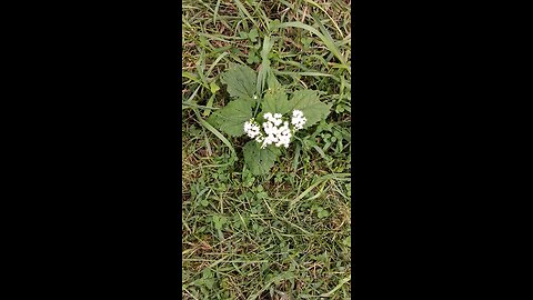bugs on tiny white flowers