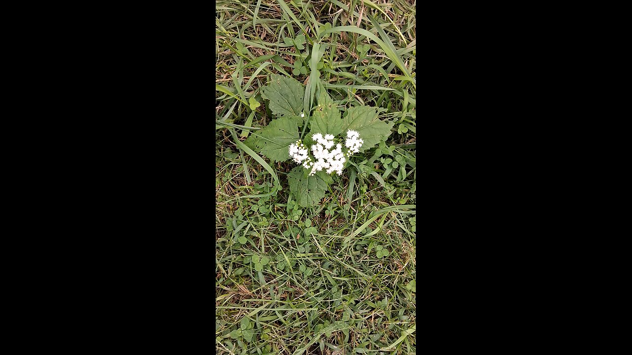 bugs on tiny white flowers