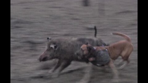 Boar Breaks From The Dogs