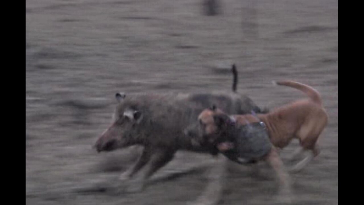 Boar Breaks From The Dogs