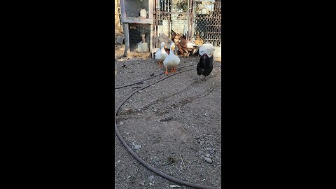 Just a day on the farm.