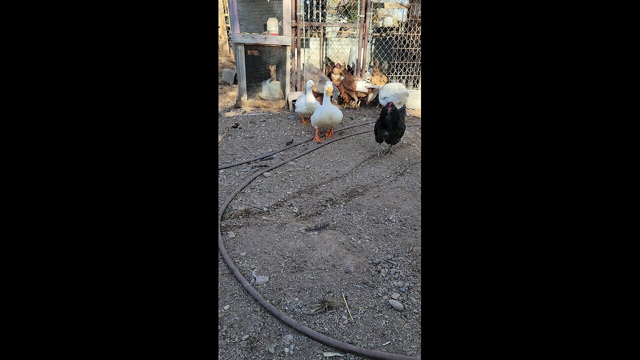 Just a day on the farm.