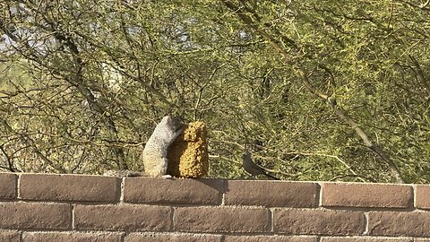 Huge fat squirrel