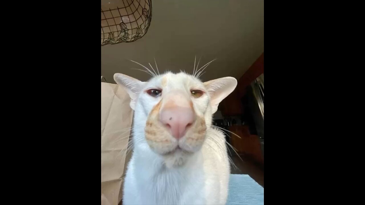 Funny cat moments😂