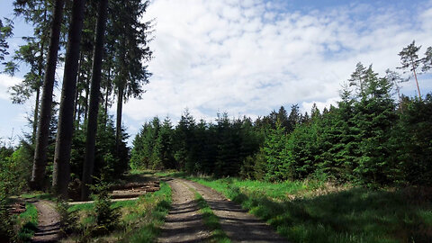 A Short Walk - Forest Sounds Ambience Bird Song ASMR
