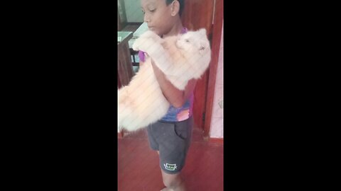 beautiful cat