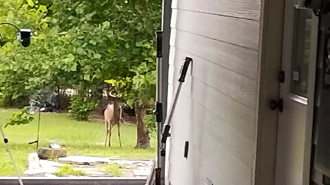 Two FL Bucks in the yard. July 23 25